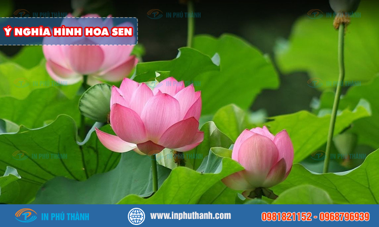 Ý nghĩa hình hoa sen